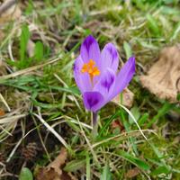 krokus