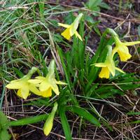 narcisky