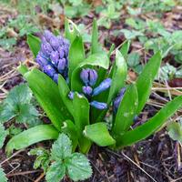 hyacinty