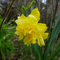 narcis