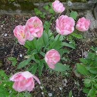 tulipány