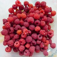 maliny