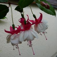 fuchsie