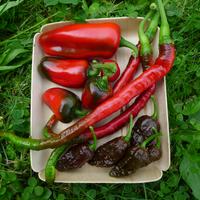 chilli papriky