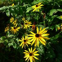 rudbekie