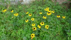 rudbekie