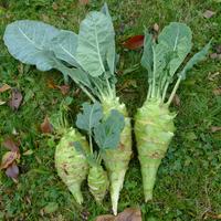 kedlubny Giganty