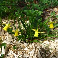 narcisy