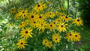 rudbekie