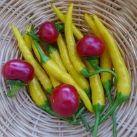 chilli papriky z balkonu