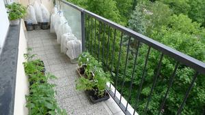 levý balkon - sazeničky a zakrytá rajčata