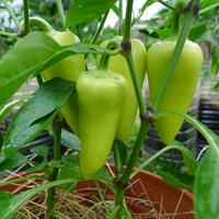 paprika