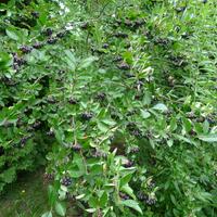 1.8.2025 - aronie (celkem sklizeno 10 kg)