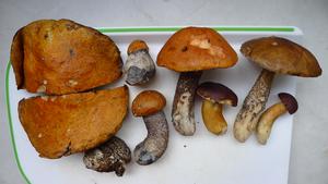 3.8.2025 - houby z Krušných hor