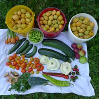 13.8.2025 - švestkomeruňky, mrkev, ačokča, okurky, cukety, padaná jablka, rajčata, patizony, ryzce, kadeřávek, celerová nať, papriky