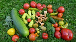 cuketa, rajčata, okurky, papriky, ryzce, mochyně, brokolice, fíky