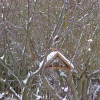 sýkora modřinka u krmítka