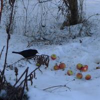 kos na jablíčkách