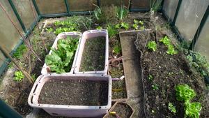 mezi spoustou plevele občas i nějaká zelenina a bylinka