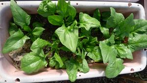 špenát před první sklizní