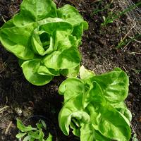 ozimý salát Humil a cibule Hiberna