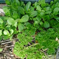 polníček, petrželka