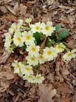 prvosenka bezlodyžná