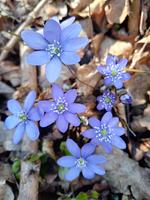 jaterník podléška