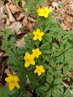 sasanka pryskyřníkovitá