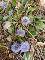 koulenka prodloužená