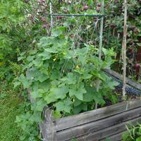 30.8.2025 okurky, mrkev, endivie