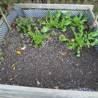 9.10.2025 endivie, šťovík krvavý, polníček