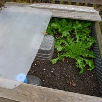 5.11.2025 endivie a rašící salát; stavba improvizovaného pařeniště