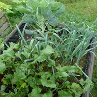 30.8.2025 červená řepa, pórek, růžičková kapusta, žlutý mangold