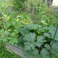 1.8.2025 cuketa a okurky